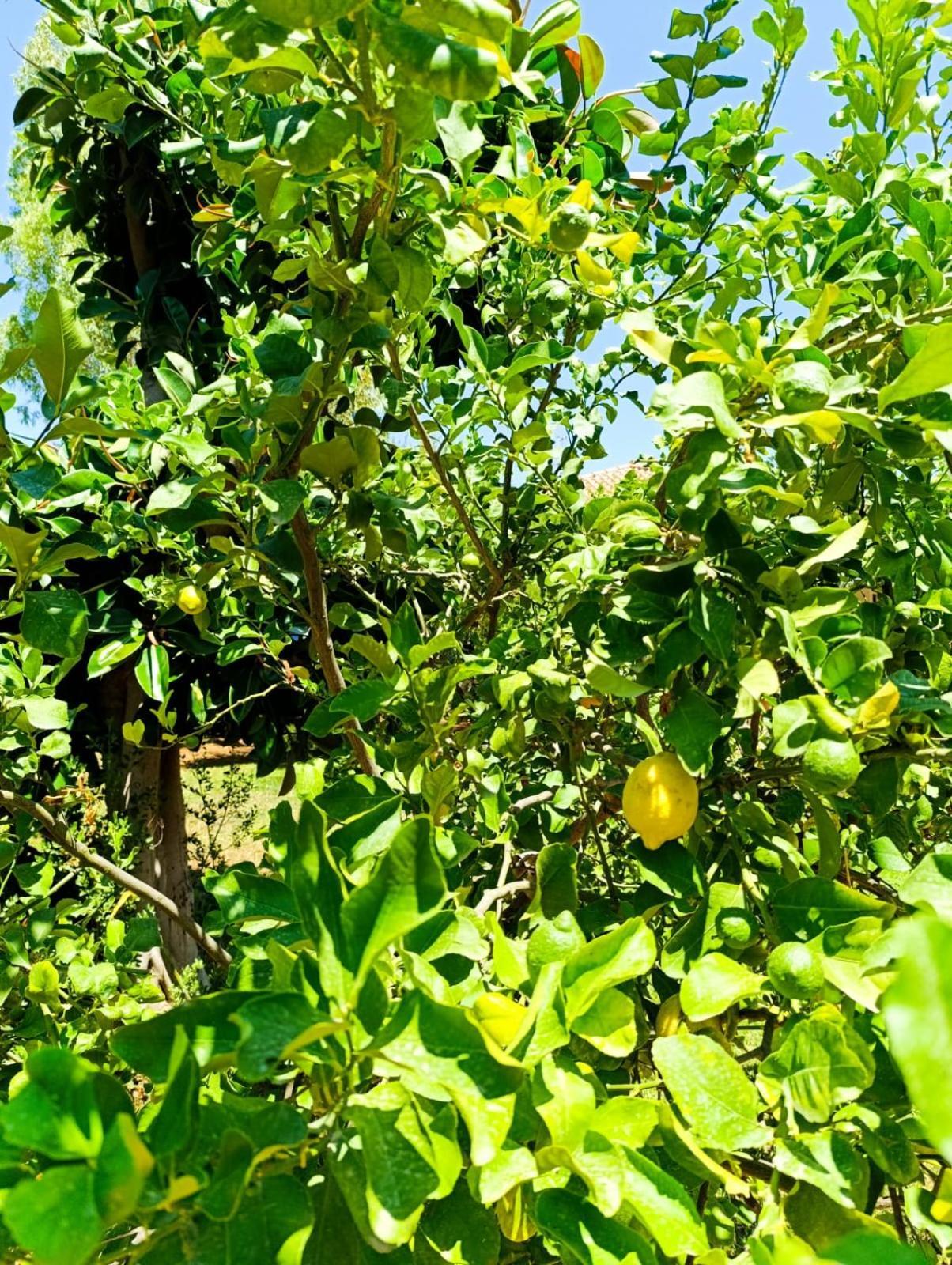 Casa In Giardino A Pochi Passi Dal Mare Villa Palermo Luaran gambar